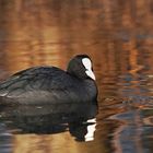 Fulica atra