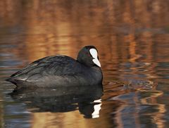 Fulica atra