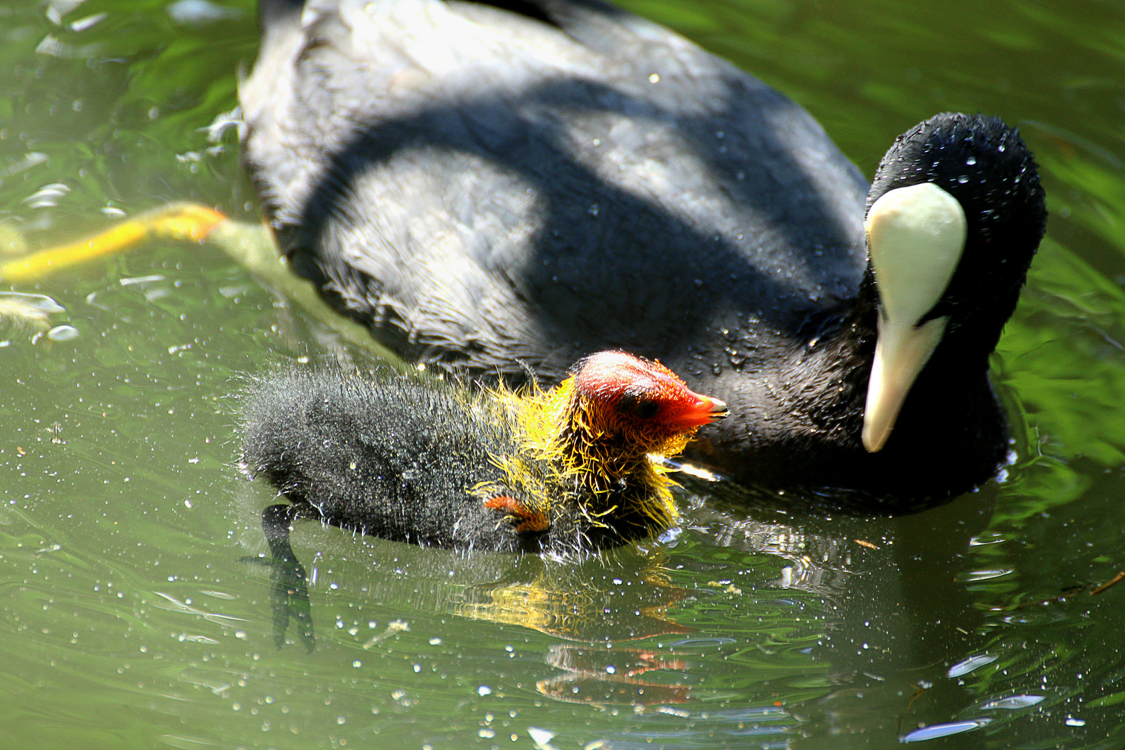 fulica atra