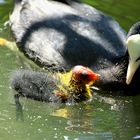 fulica atra