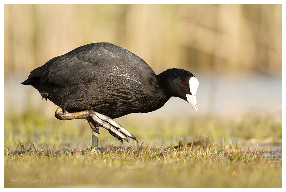 Fulica atra atra