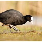 Fulica atra atra