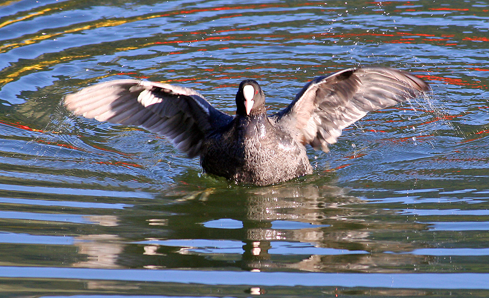 Fulica atra - Bläßhuhn auf dem 1100 m hochgelegenen Spitzingsee in Oberbayern