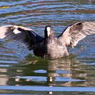 Fulica atra - Bläßhuhn auf dem 1100 m hochgelegenen Spitzingsee in Oberbayern