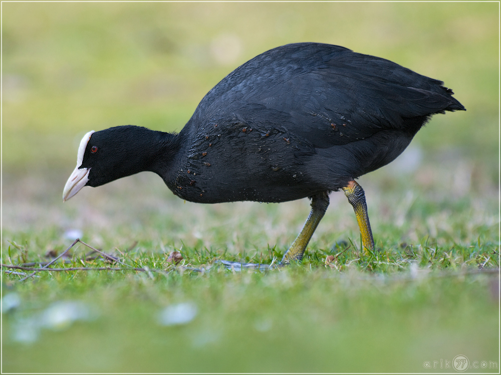 Fulica atra