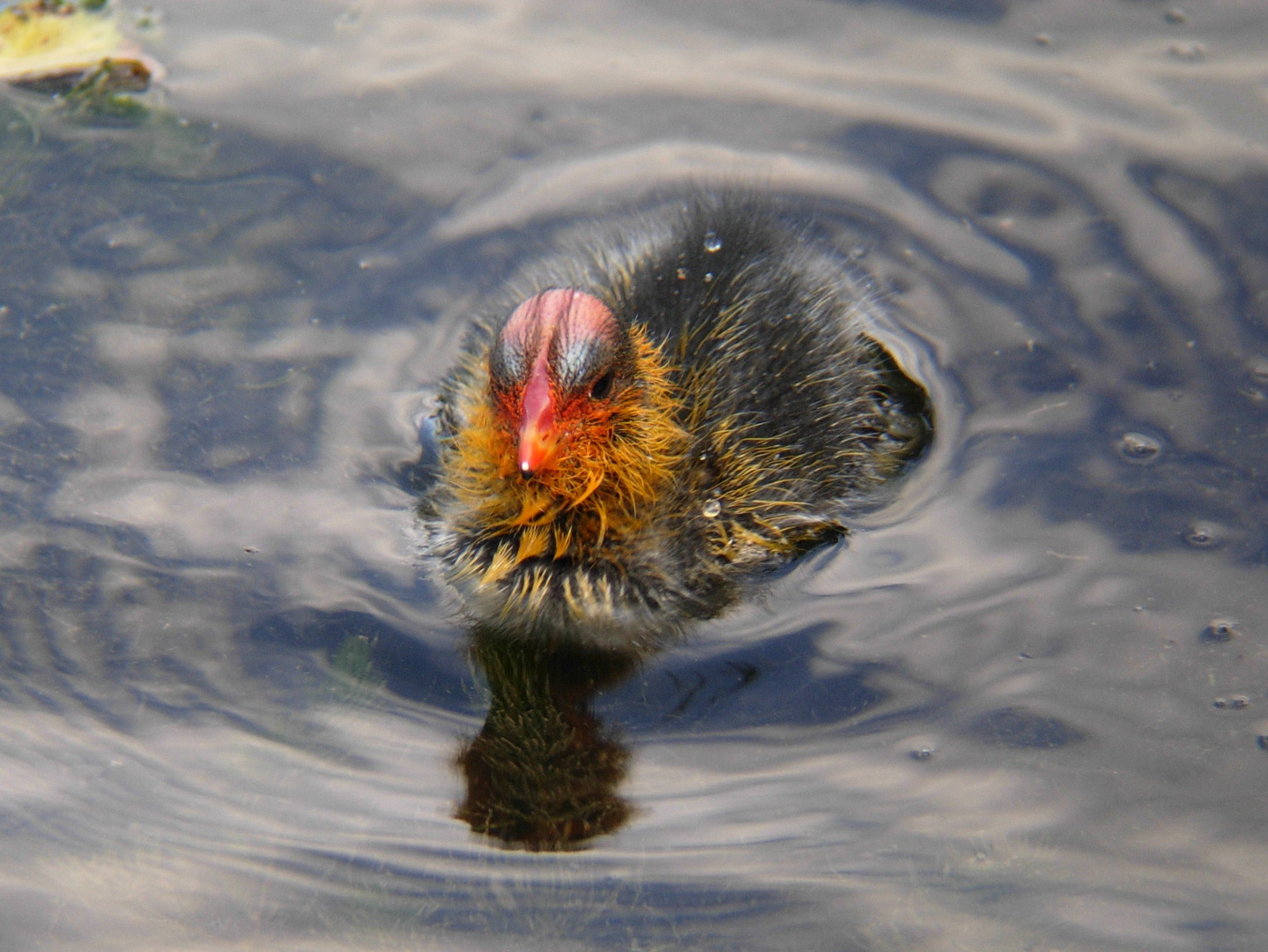 Fulica cristata