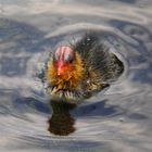 Fulica cristata