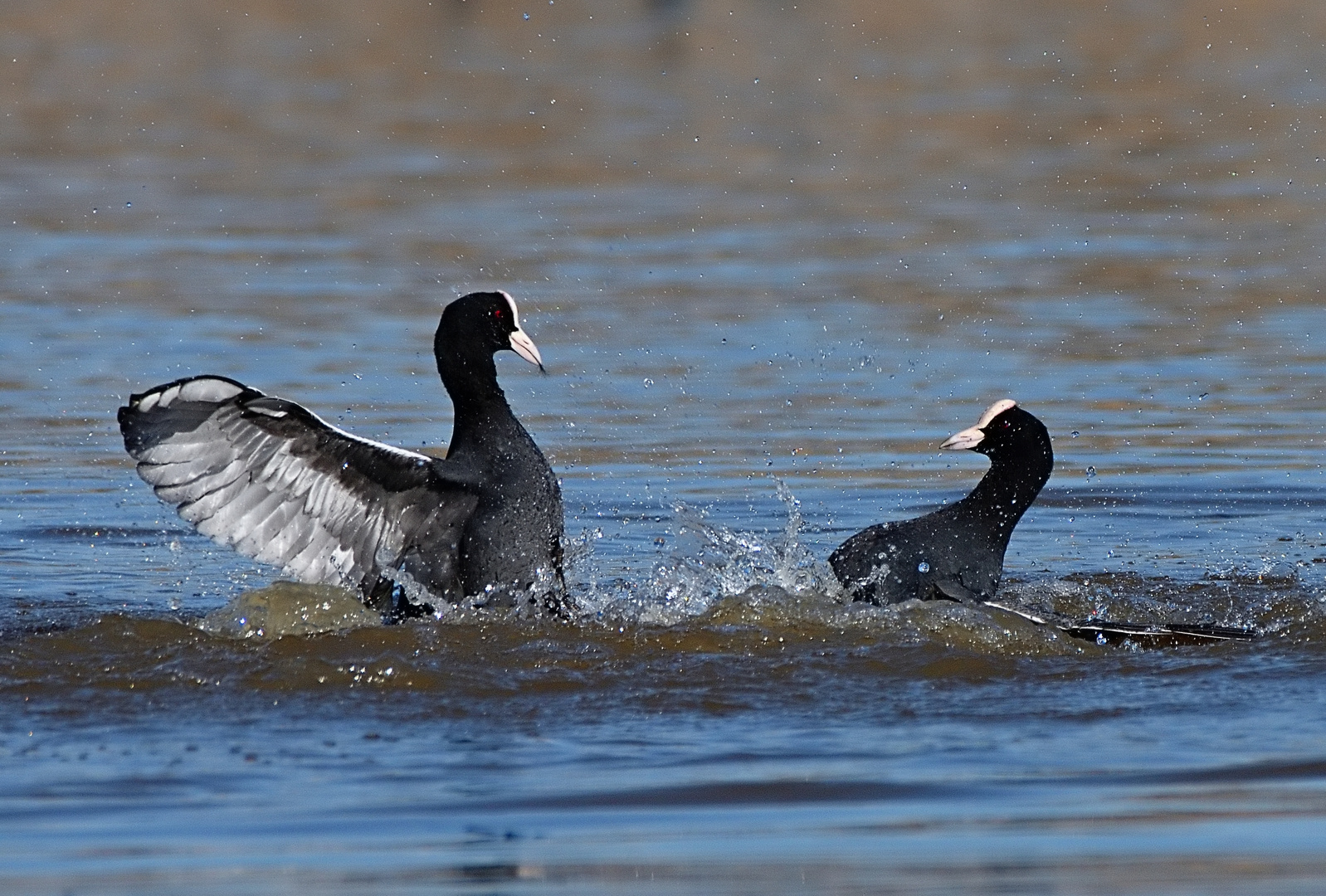 Fulica Linnaeus