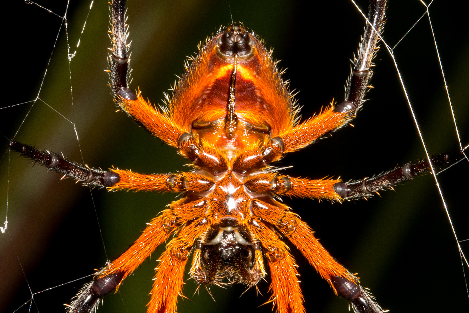 Fuliginea Radnetzspinne (Eriophora fuliginea)