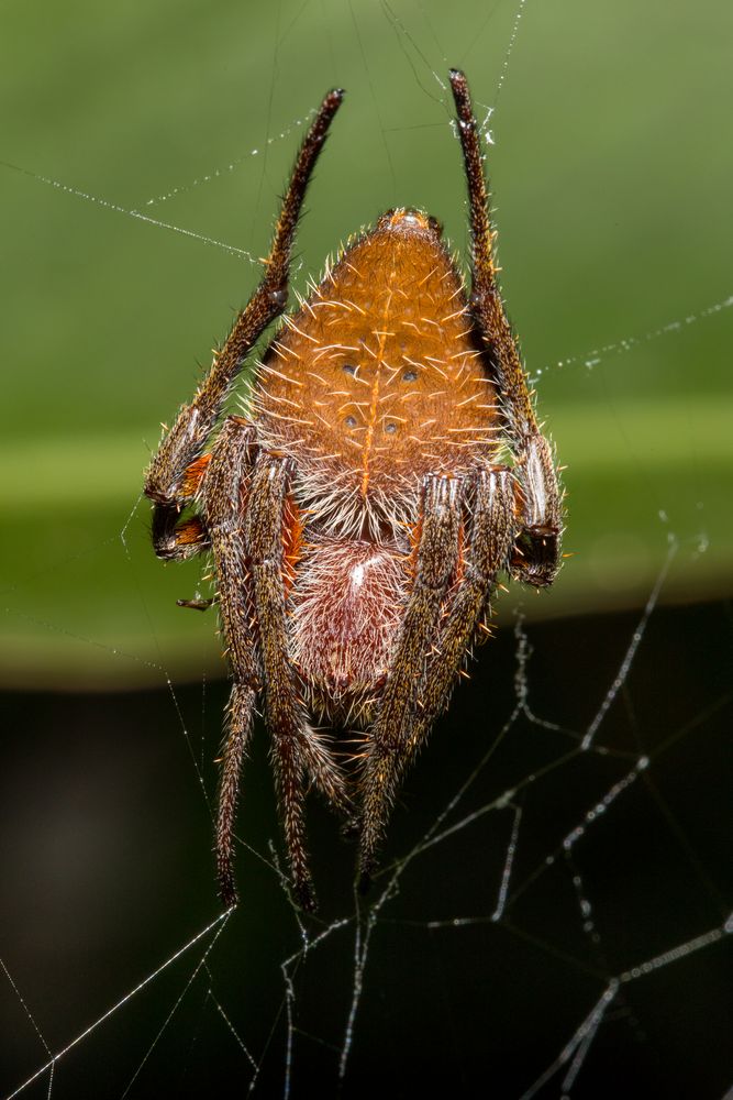 Fuliginea Radnetzspinne (Eriophora fuliginea)