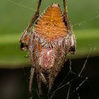 Fuliginea Radnetzspinne (Eriophora fuliginea)