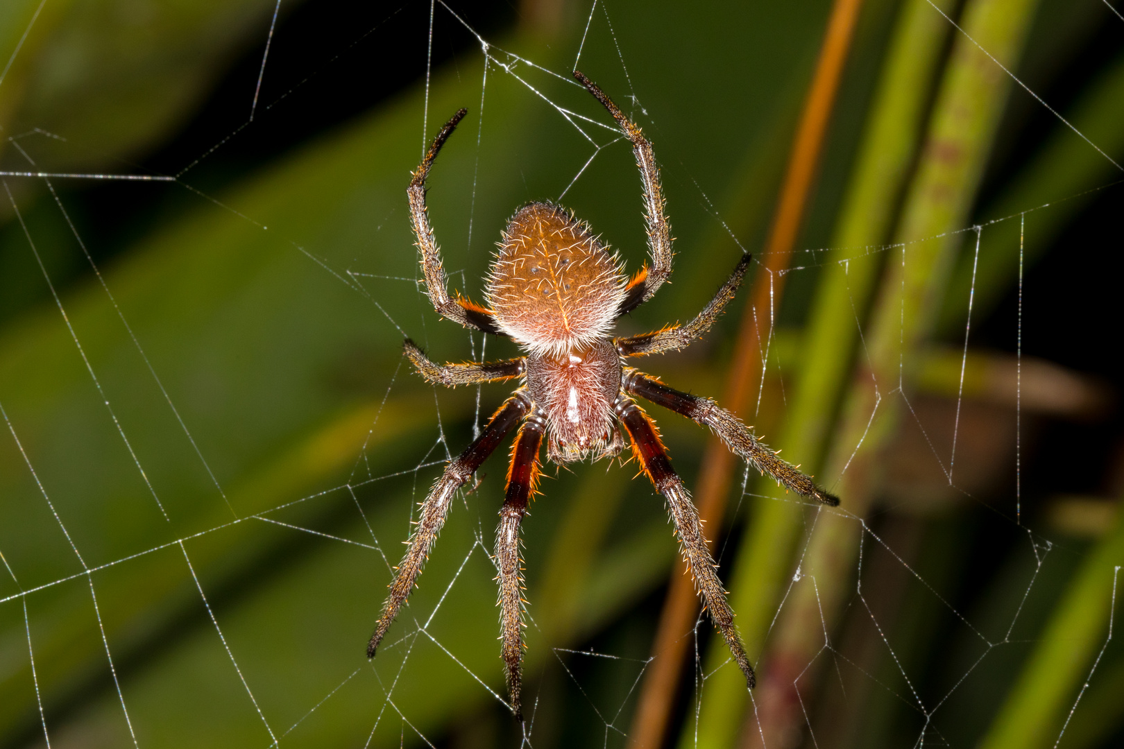 Fuliginea Radnetzspinne (Eriophora fuliginea)