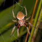 Fuliginea Radnetzspinne (Eriophora fuliginea)