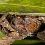 Fuliginea Radnetzspinne (Eriophora fuliginea)