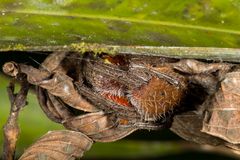 Fuliginea Radnetzspinne (Eriophora fuliginea)