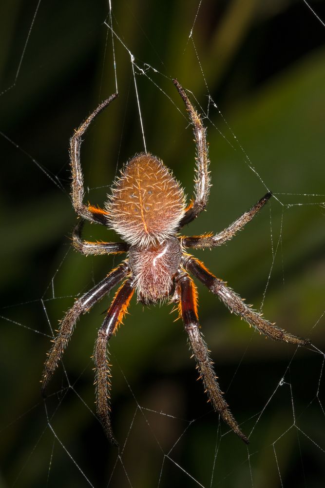 Fuliginea Radnetzspinne (Eriophora fuliginea)