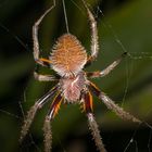 Fuliginea Radnetzspinne (Eriophora fuliginea)