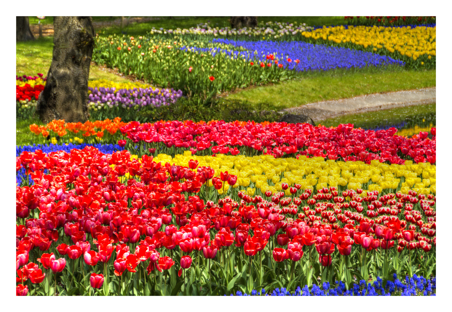 Full Bloomed flowers