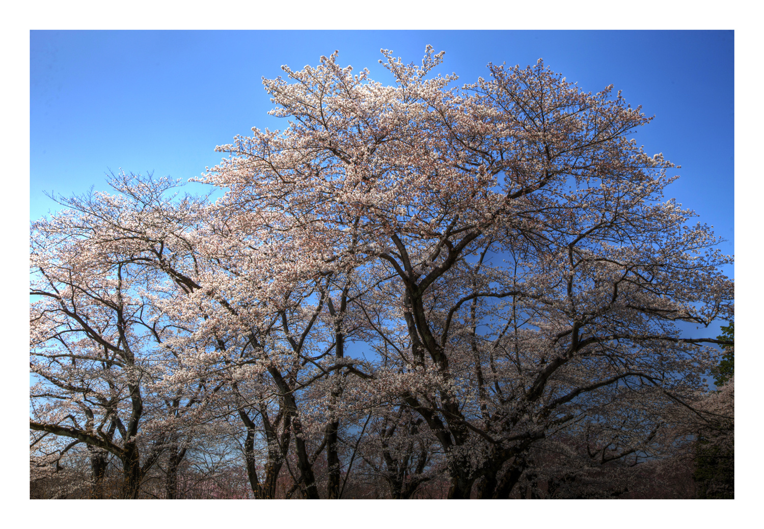 Full Bloomed Sakura