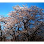 Full Bloomed Sakura