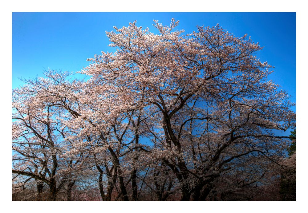 Full Bloomed Sakura