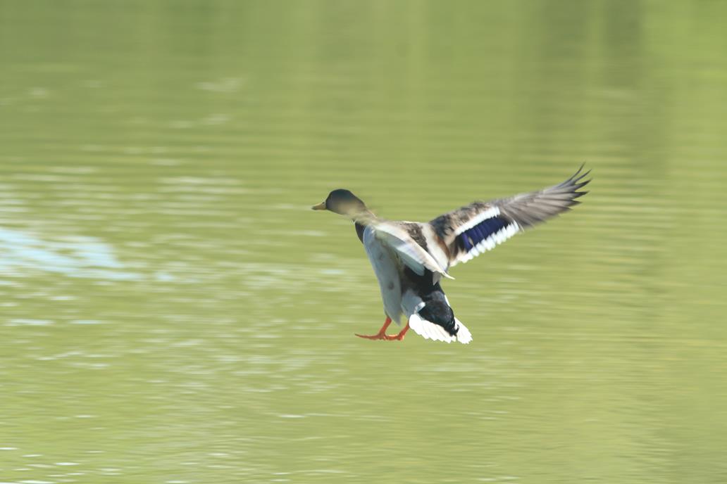 Full flaps - check Gear out -check