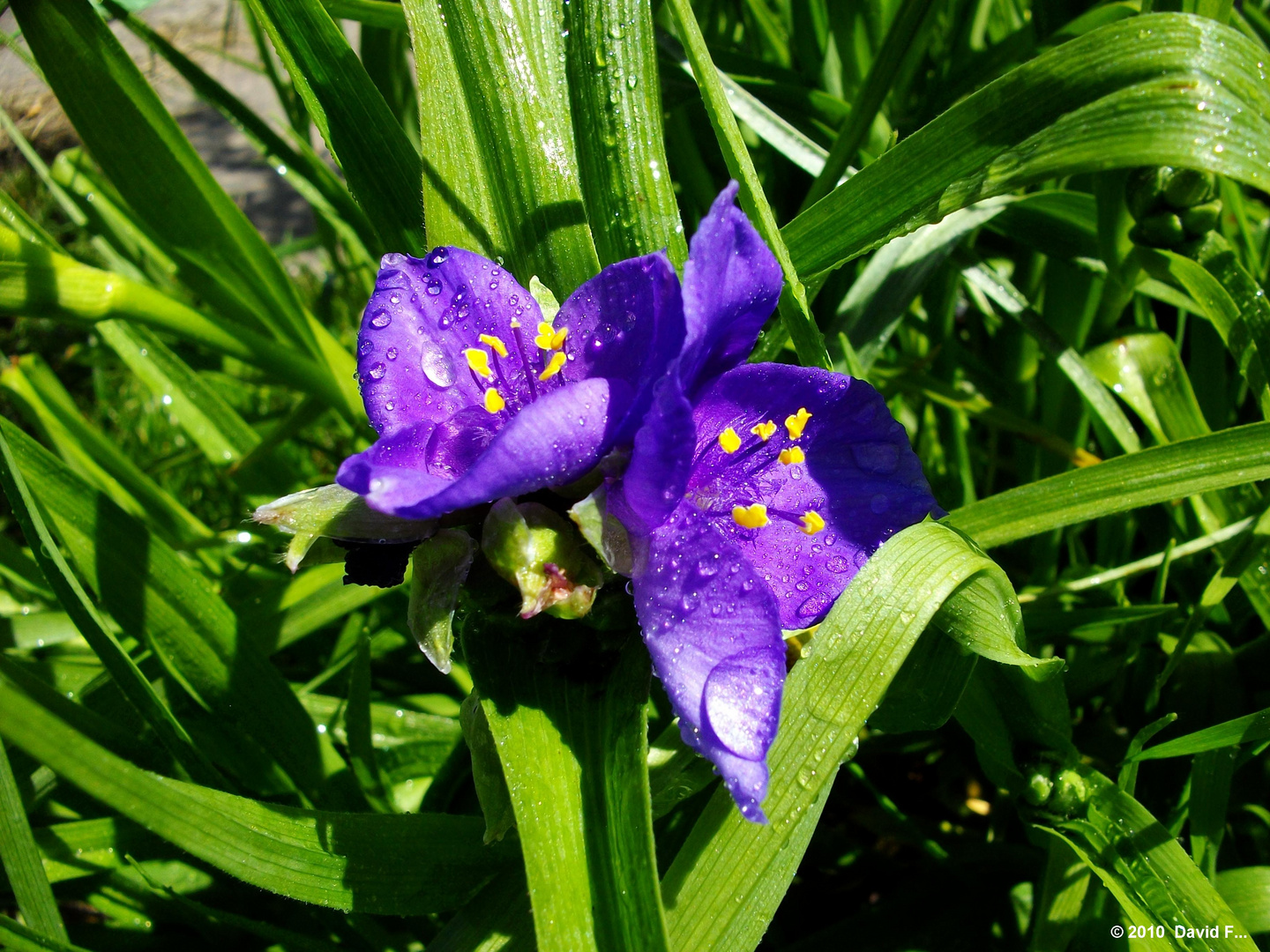 Full HD Blume mit Wassertropfen