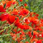 Full-Mohn