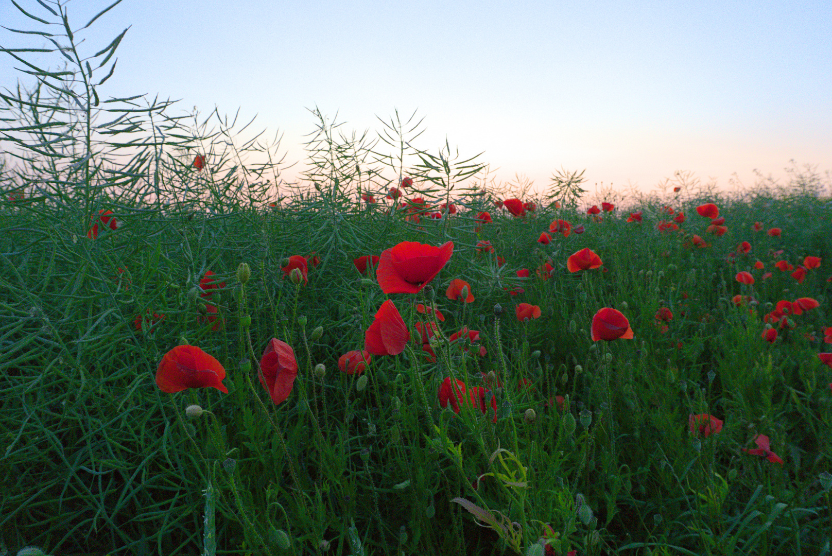 Full Mohn Fever