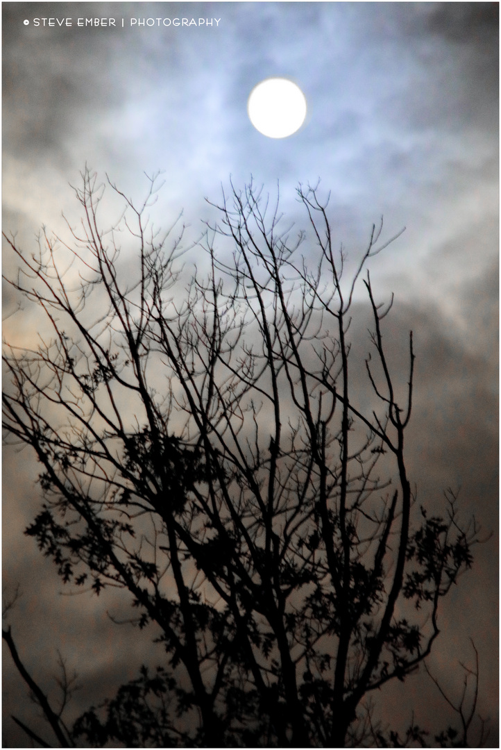 Full Moon and Almost-Winter Trees