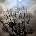 Full Moon and Almost-Winter Trees
