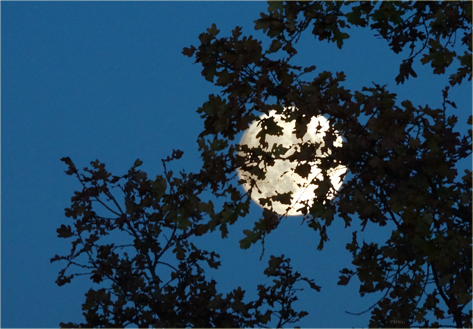 full moon behind oak tree