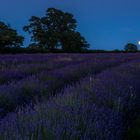 *full moon over lavender fields*