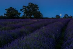 *full moon over lavender fields*