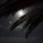 Full moon palm tree