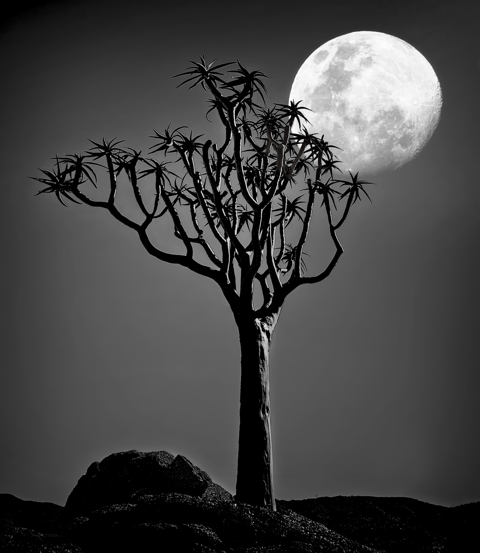 Full Moon Quiver Tree