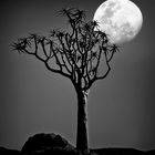 Full Moon Quiver Tree