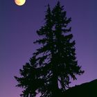 Full Moon Spruce (Schrattenfluh, Entlebuch, Switzerland)