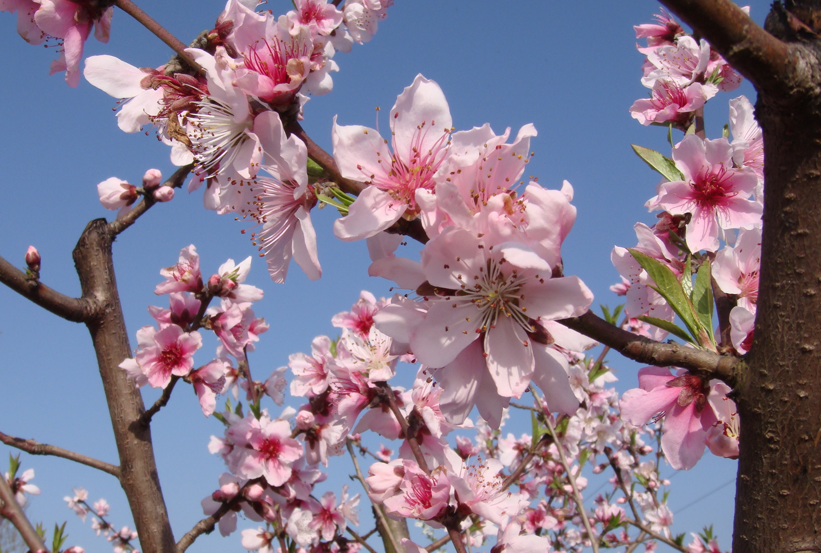 Full of happy pink blossoms..