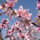 Full of happy pink blossoms..