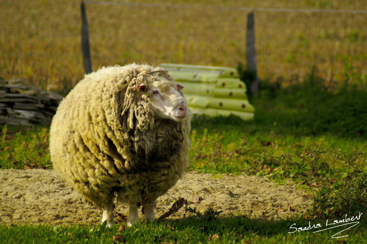 Full of wool