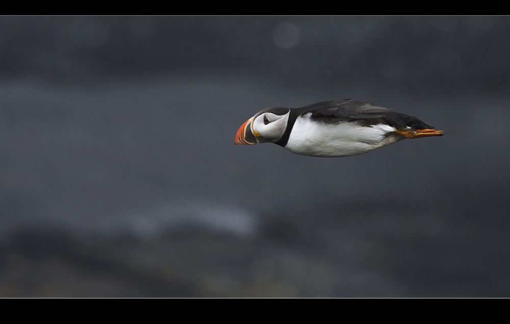 full speed - Atlantic Puffin (Fratercula artica)