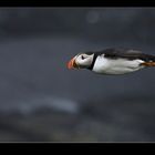 full speed - Atlantic Puffin (Fratercula artica)