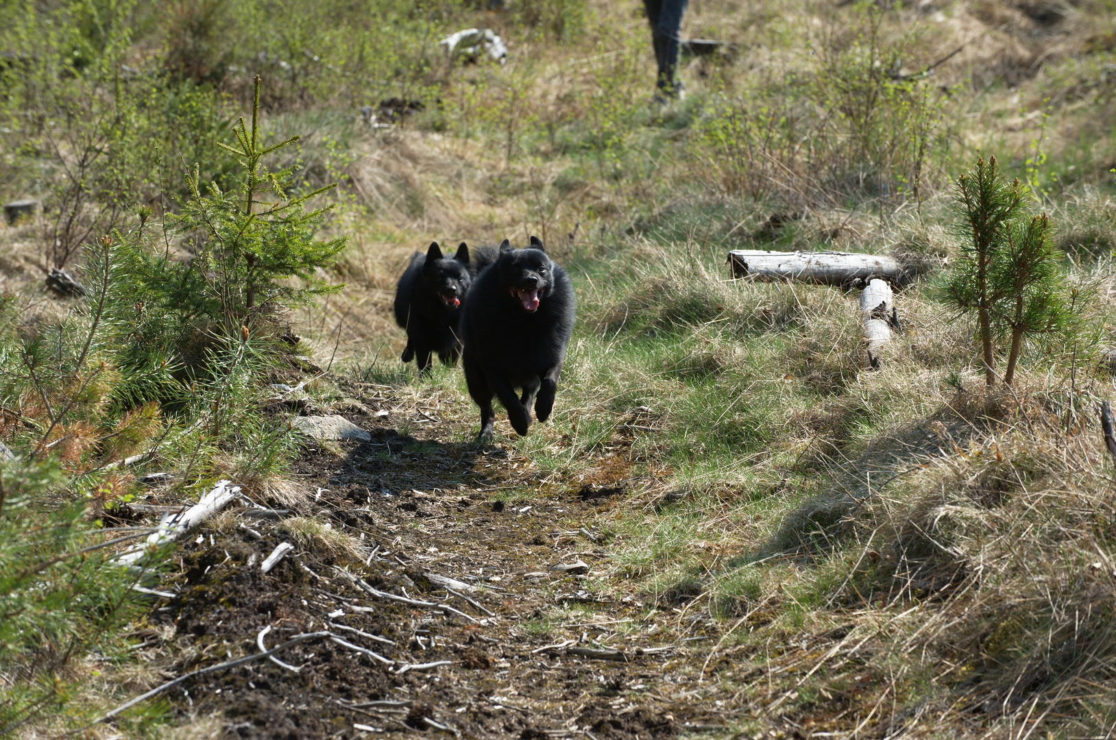 Full speed in the forrest