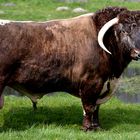 Fullblood versus Pure oder abgestufte Highland Cattle