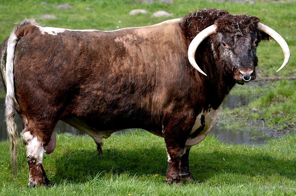 Fullblood versus Pure oder abgestufte Highland Cattle