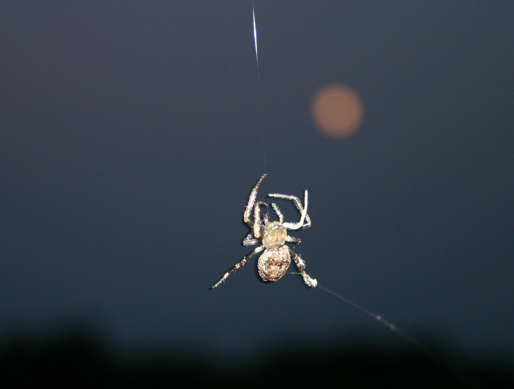 Fullmoon Spider