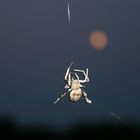 Fullmoon Spider