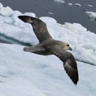 Fulmar