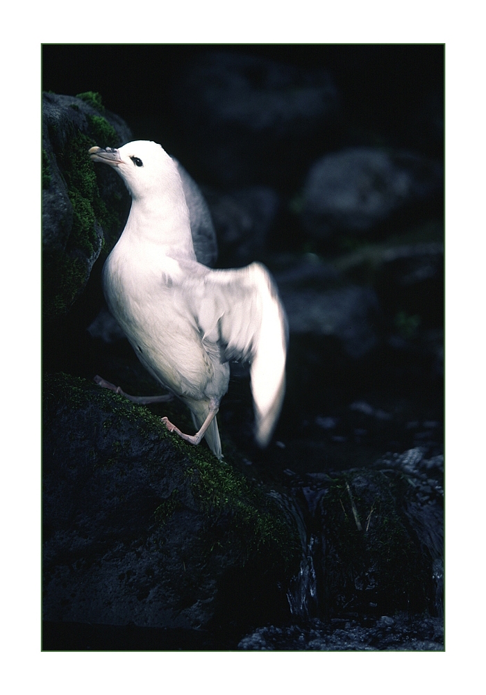 Fulmar